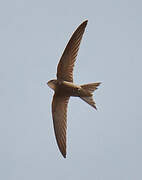 Pallid Swift