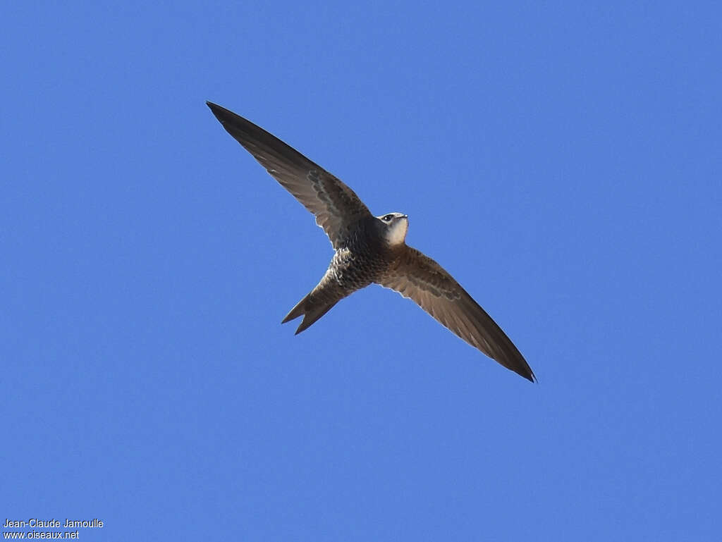 Martinet pâleadulte, identification, Vol