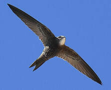 Pallid Swift