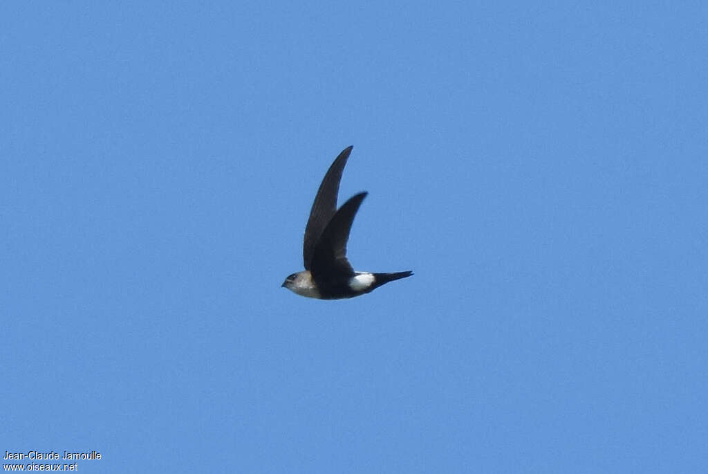 Antillean Palm Swiftadult, fishing/hunting