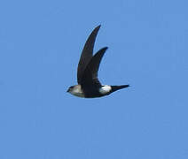 Antillean Palm Swift