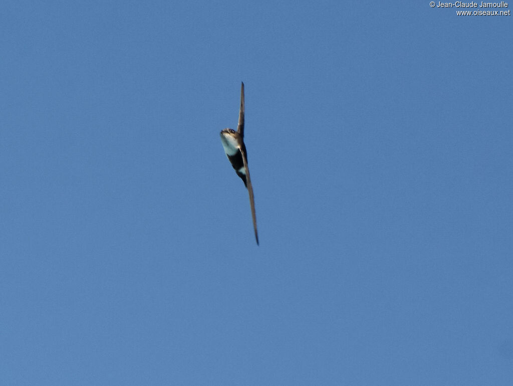 Antillean Palm Swift