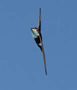 Antillean Palm Swift