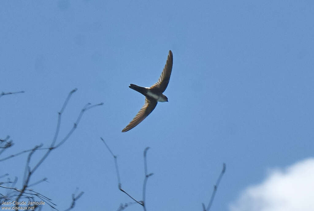 Antillean Palm Swiftadult, pigmentation, Flight, fishing/hunting