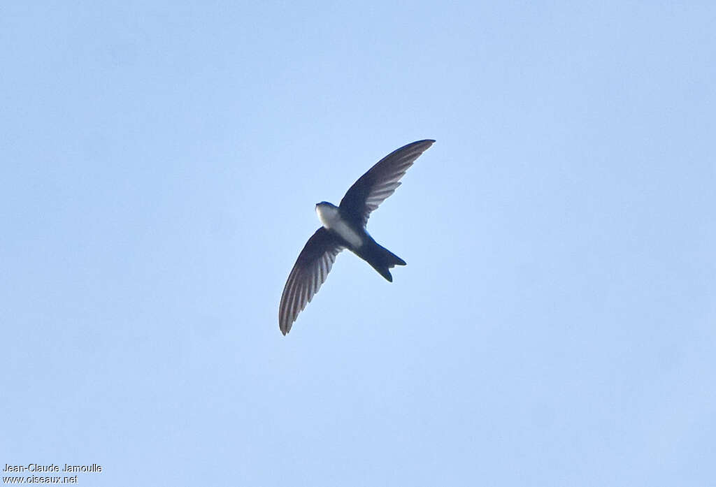 Antillean Palm Swiftadult, pigmentation, Flight