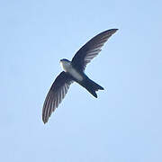 Antillean Palm Swift