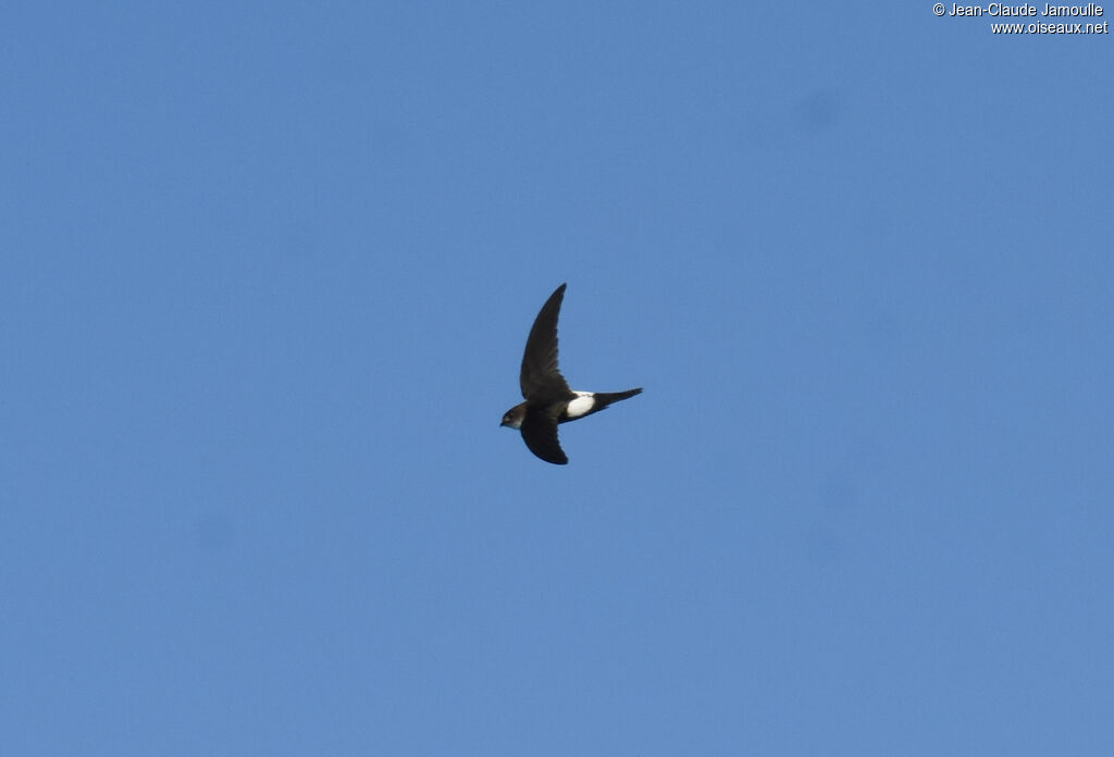 Antillean Palm Swift