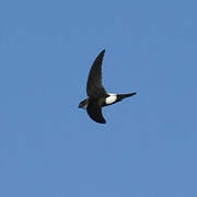 Antillean Palm Swift