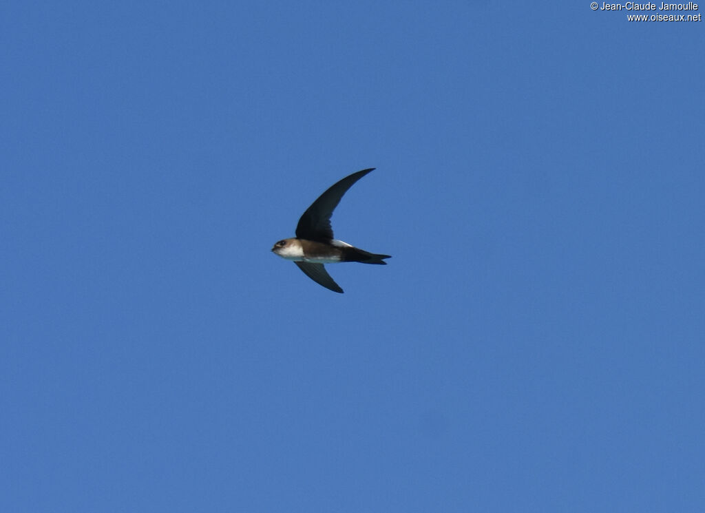 Antillean Palm Swift