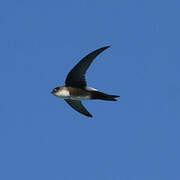 Antillean Palm Swift