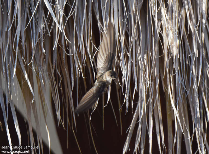 Antillean Palm Swift, Reproduction-nesting