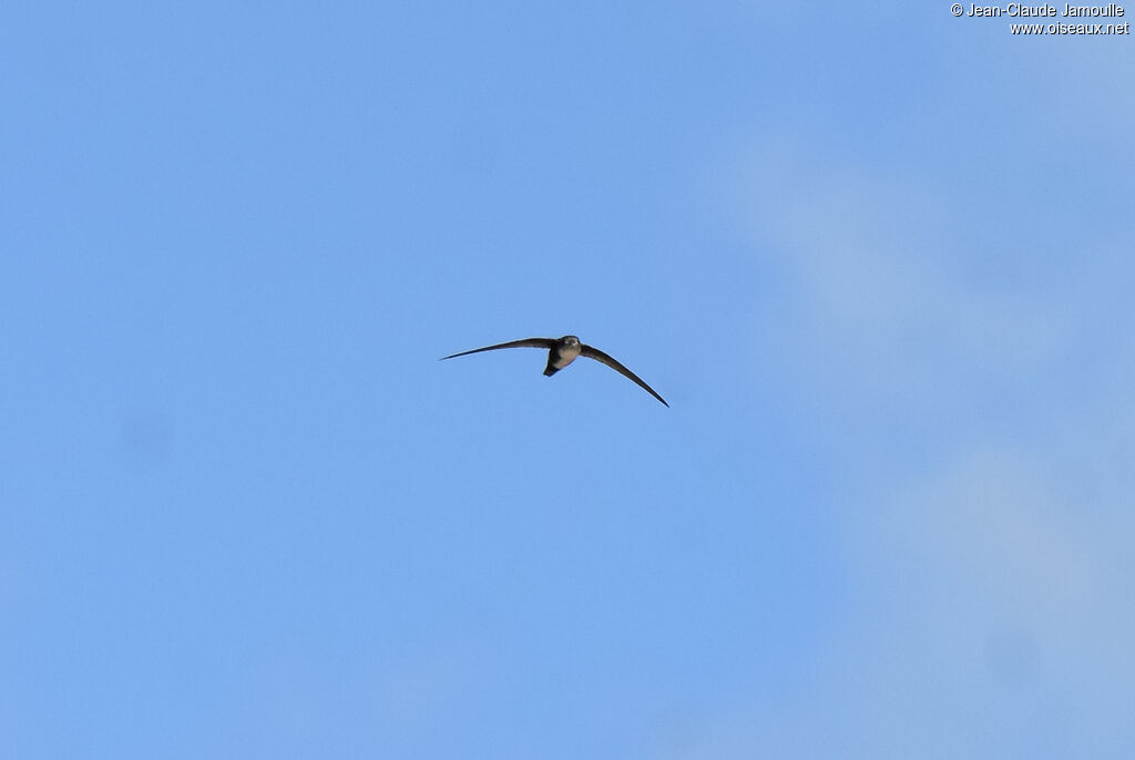 Antillean Palm Swift