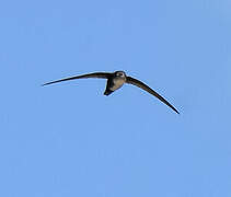 Antillean Palm Swift