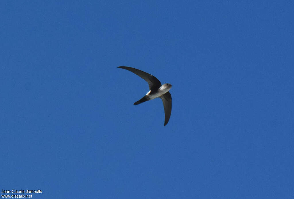 Antillean Palm Swift, pigmentation, Flight