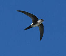 Antillean Palm Swift