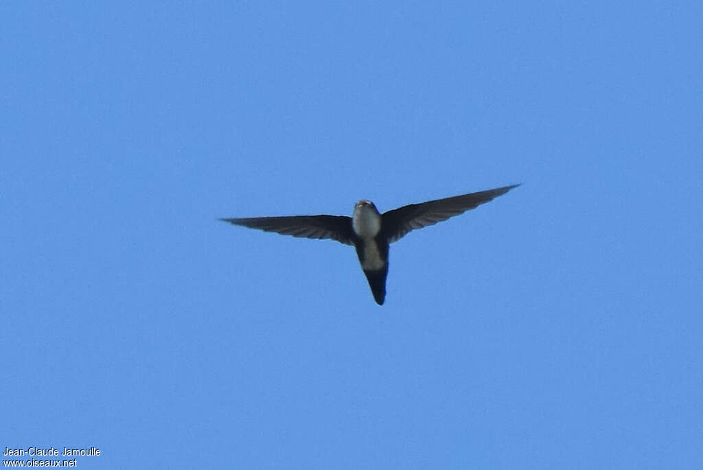 Antillean Palm Swiftadult, pigmentation, Flight