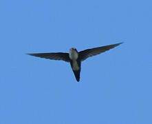 Antillean Palm Swift