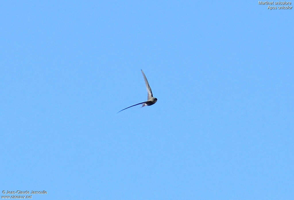 Plain Swift, Flight