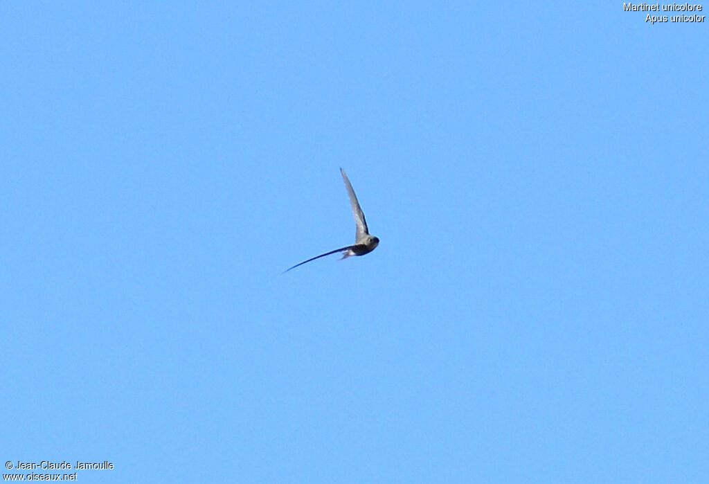 Plain Swift, Flight