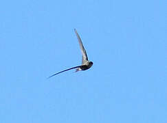 Plain Swift