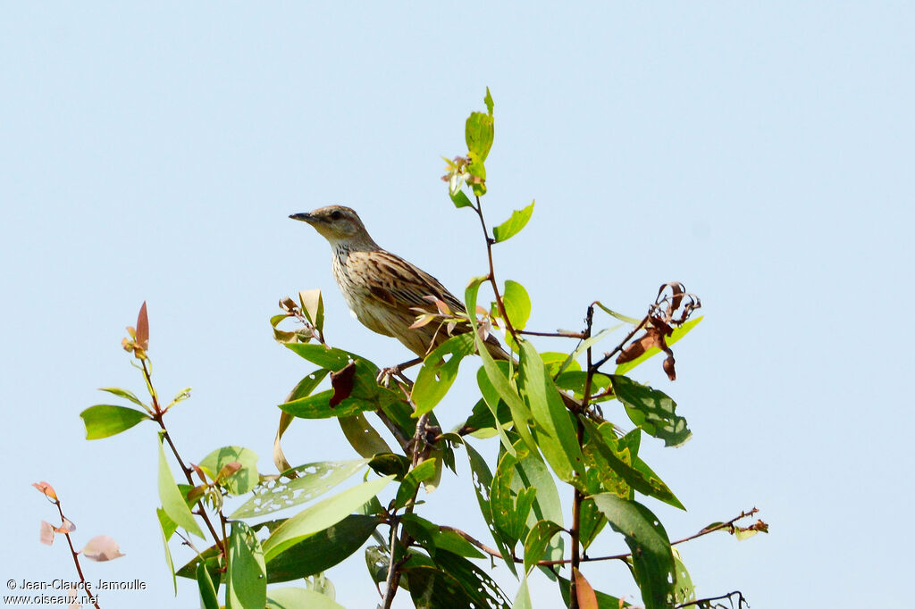 Striated Grassbird