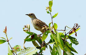 Striated Grassbird