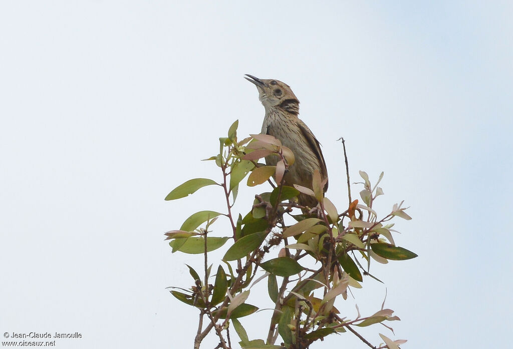 Striated Grassbird, song