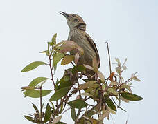 Striated Grassbird