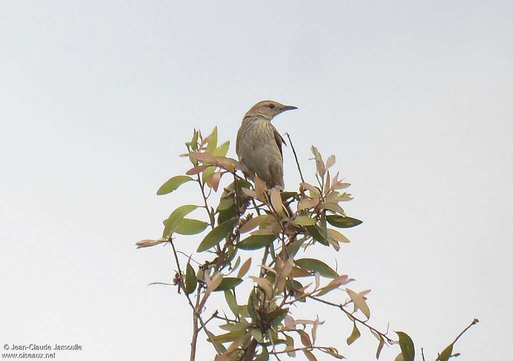 Striated Grassbird