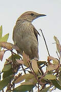 Striated Grassbird