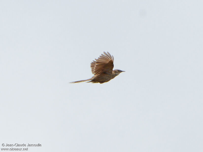 Striated Grassbird, Flight