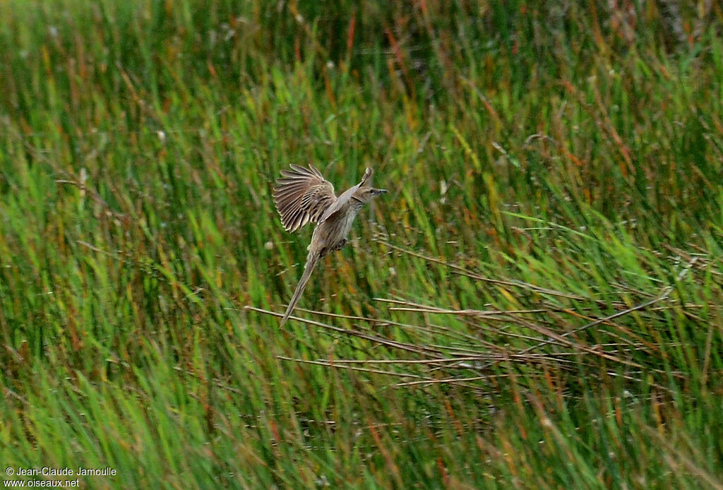 Striated Grassbird, Flight, Behaviour