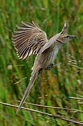 Striated Grassbird