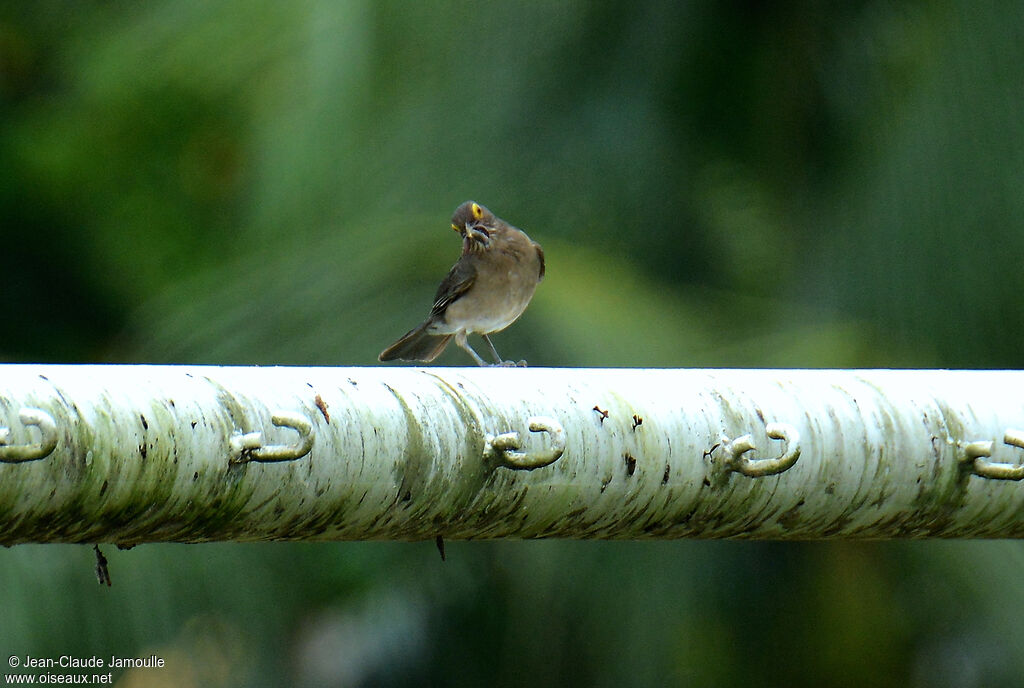 Spectacled Thrush