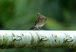 Spectacled Thrush