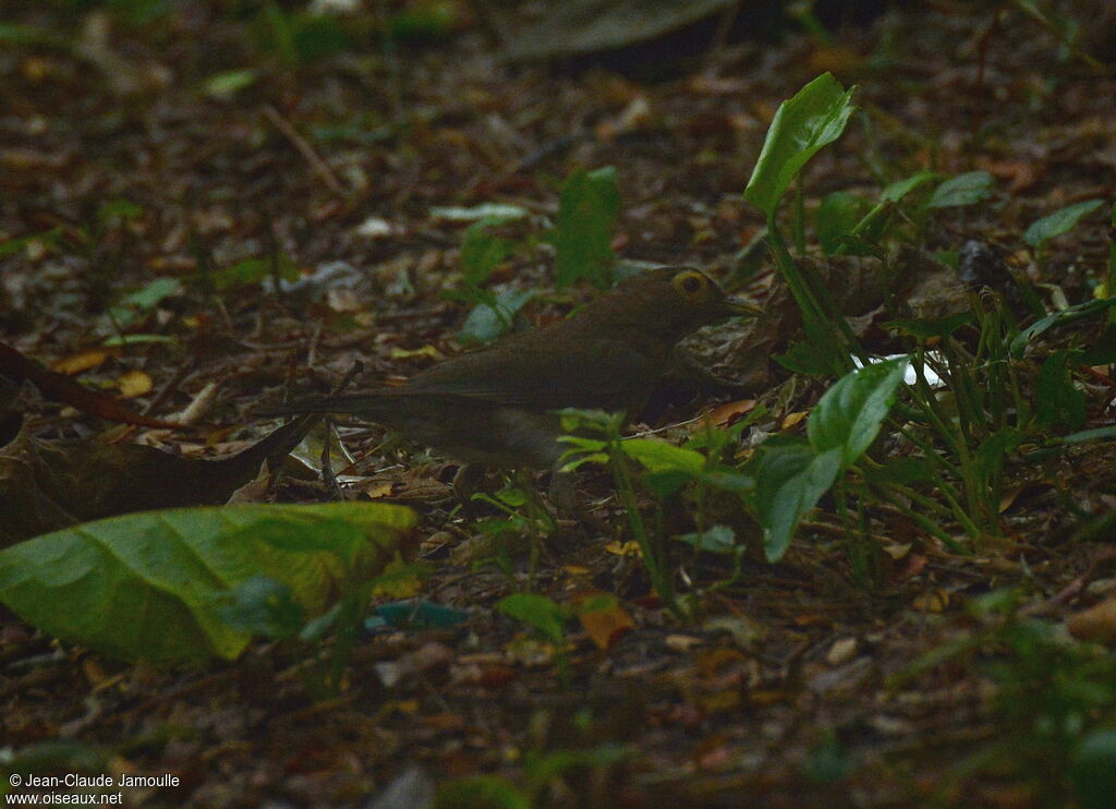 Spectacled Thrush, Behaviour