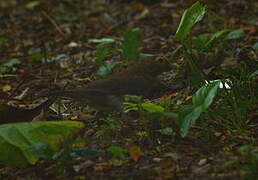 Spectacled Thrush