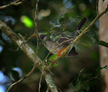 White-chinned Thrush