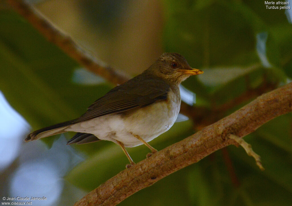 African Thrush, identification