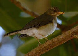 African Thrush