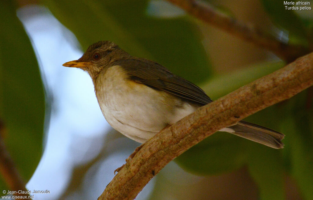 Merle africain, identification