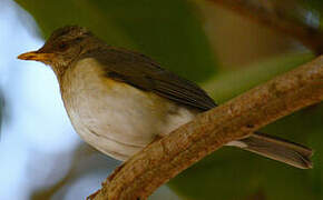 African Thrush