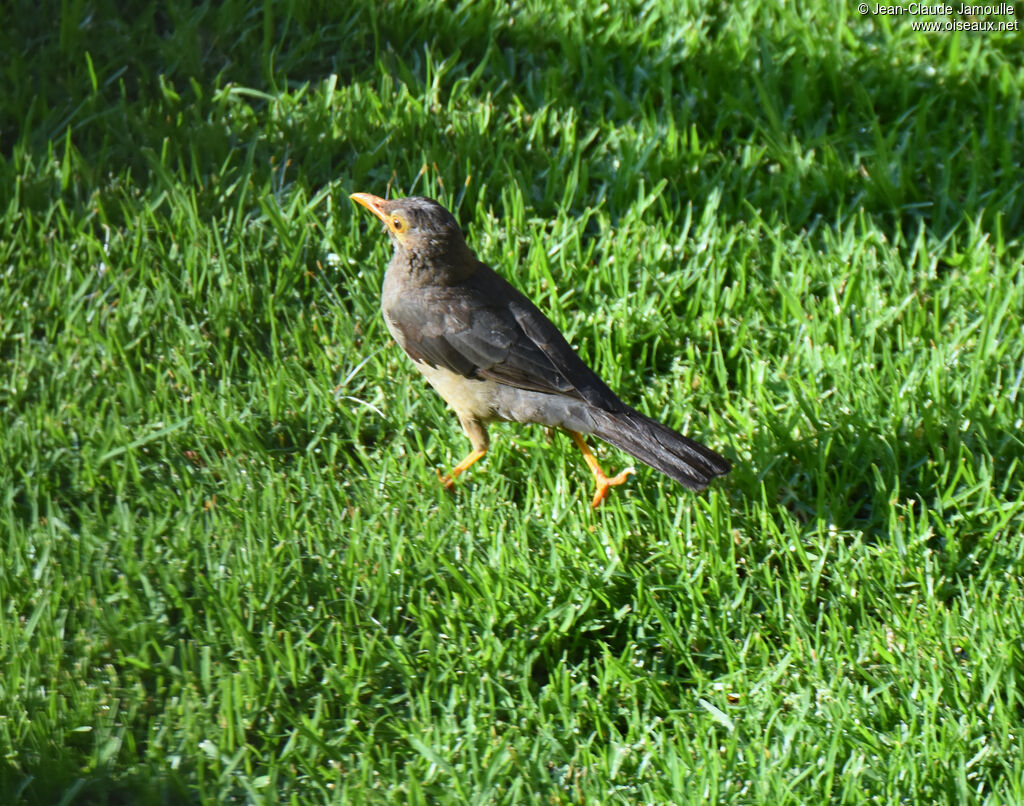 Karoo Thrush