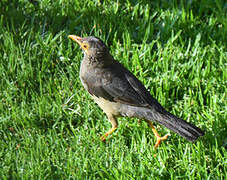 Karoo Thrush