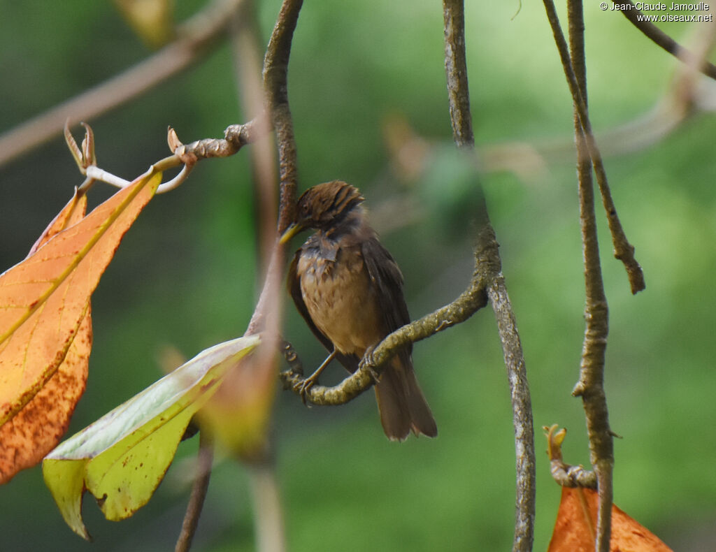 Clay-colored Thrush