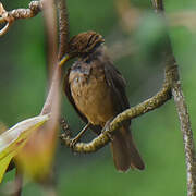 Clay-colored Thrush