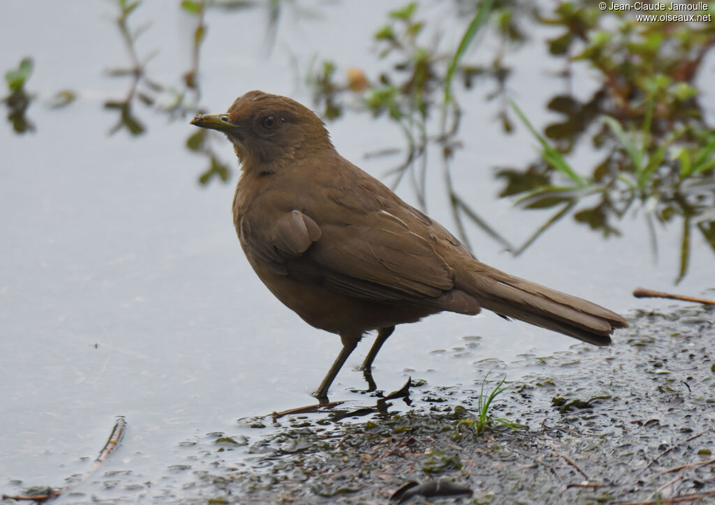 Clay-colored Thrush