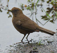 Clay-colored Thrush