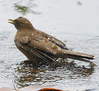 Clay-colored Thrush