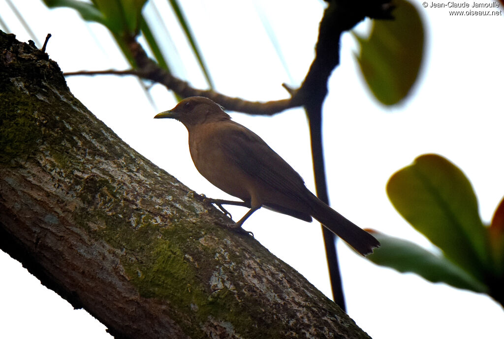 Clay-colored Thrush